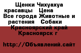 Щенки Чихуахуа красавцы › Цена ­ 9 000 - Все города Животные и растения » Собаки   . Красноярский край,Красноярск г.